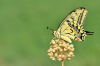 Papilio Machaon