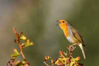 Robin