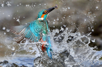 Başar Taşlı - The King - Nature Category 1st