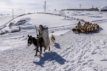 ŞERİF ÖZEGE - ÇOBAN - Başarı Ödülü, Serbest