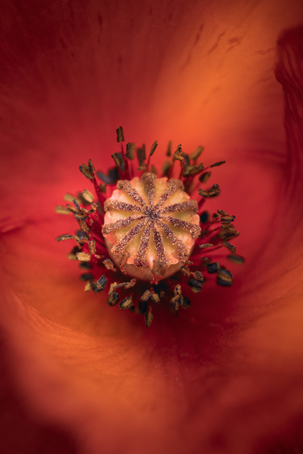 ÖZTÜRK AKER - GELİNCİK ÇİÇEĞİ