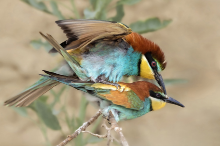 BESİME TANUL - MAKE LOVE