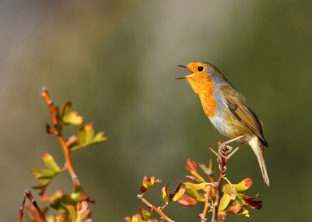 Robin