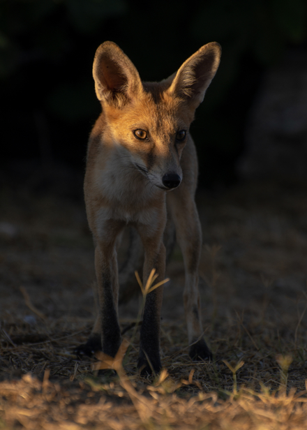 Fox Watching You