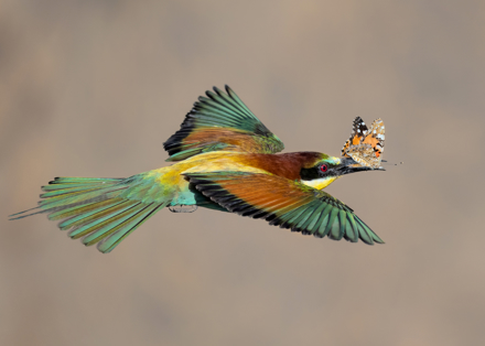 Bufferfly Lover